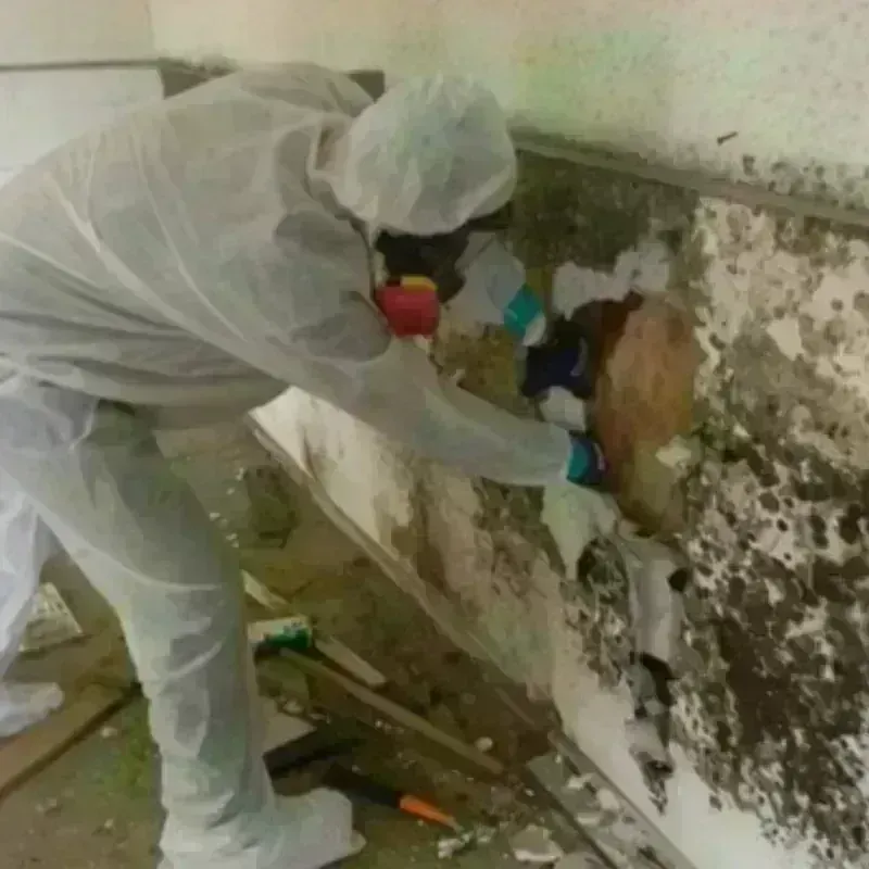 Mold Remediation and Removal in Plain City, OH